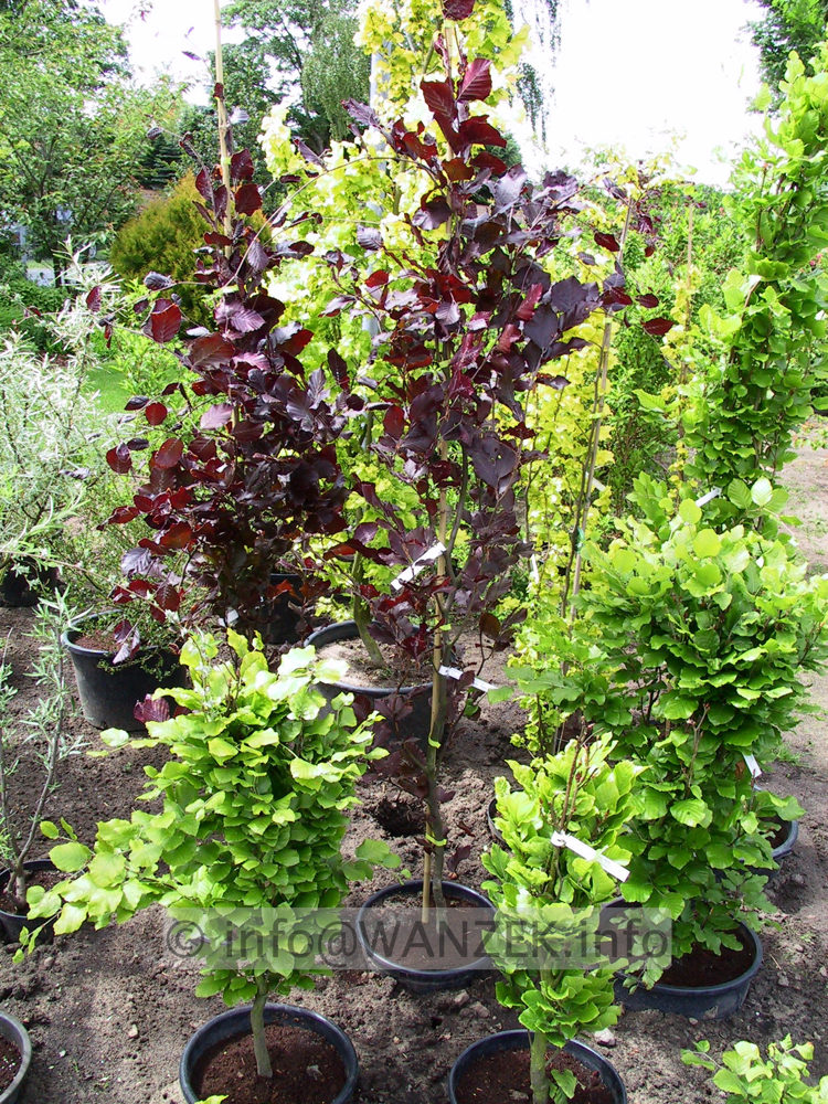Fagus sylvatica Dawyck Purple - 2m.jpg